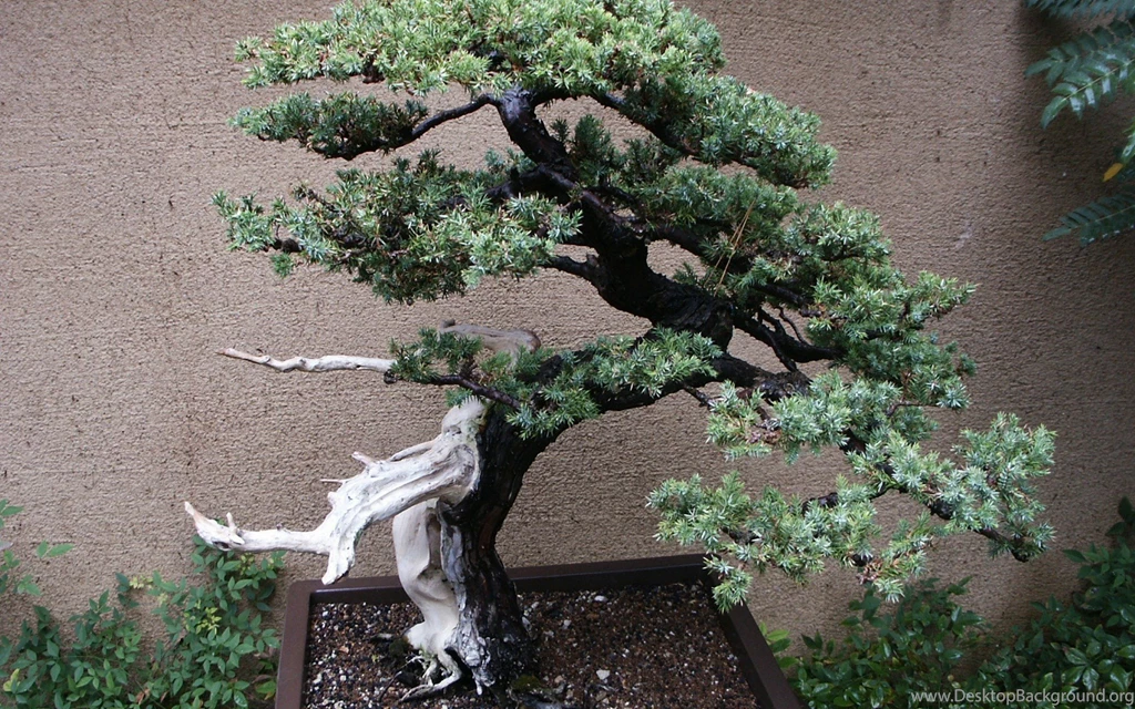 Japan Nature Trees Bonsai Wallpapers