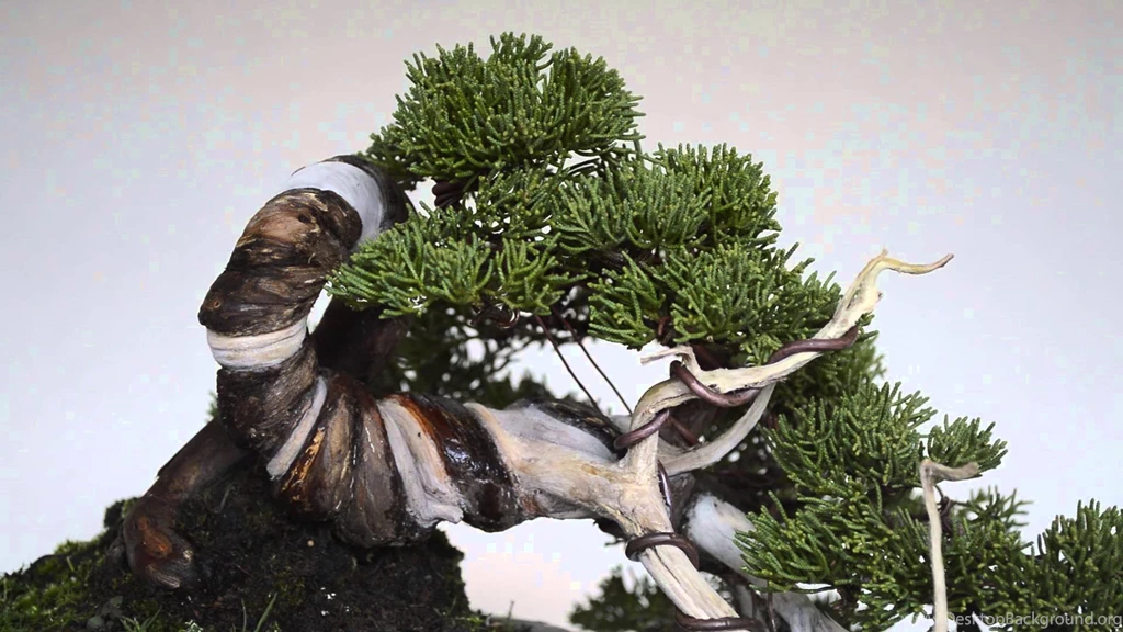 Bonsai Wallpapers 15 – HD Wallpaper, Wallpapers Pics   The Best ...