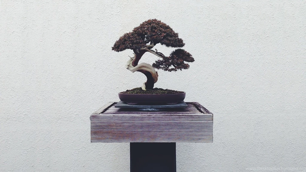 Bonsai HD Wallpapers