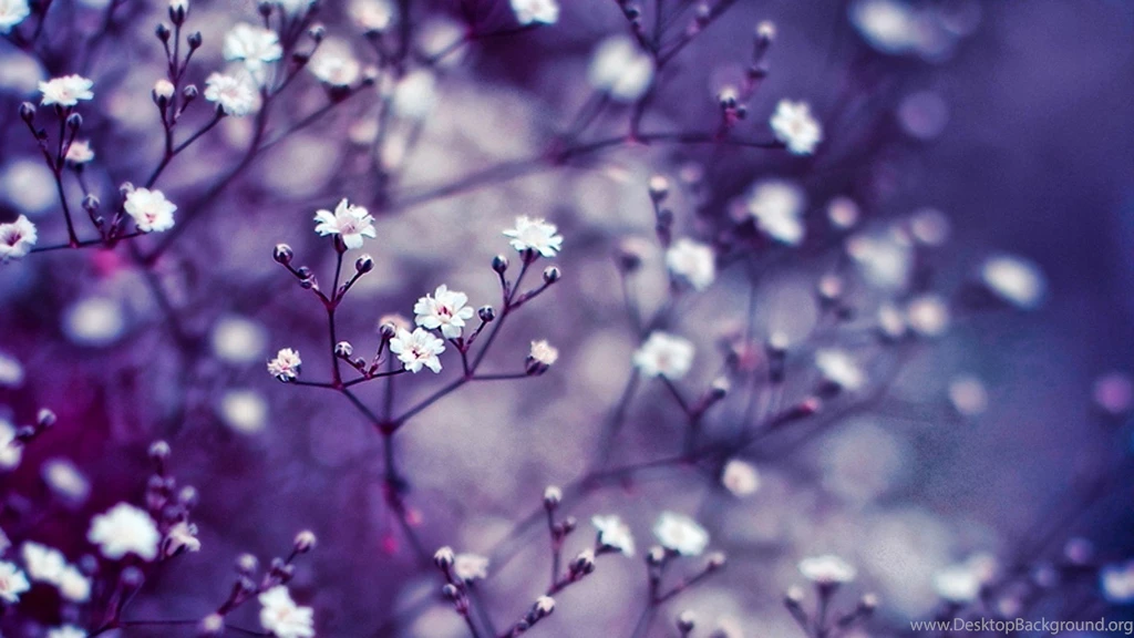 Flower Hd Wallpapers 1080p Wallpaperss HD