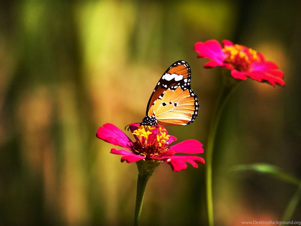 11 The Most Beautiful Amazing Flowers HD Wallpapers Birthday ...