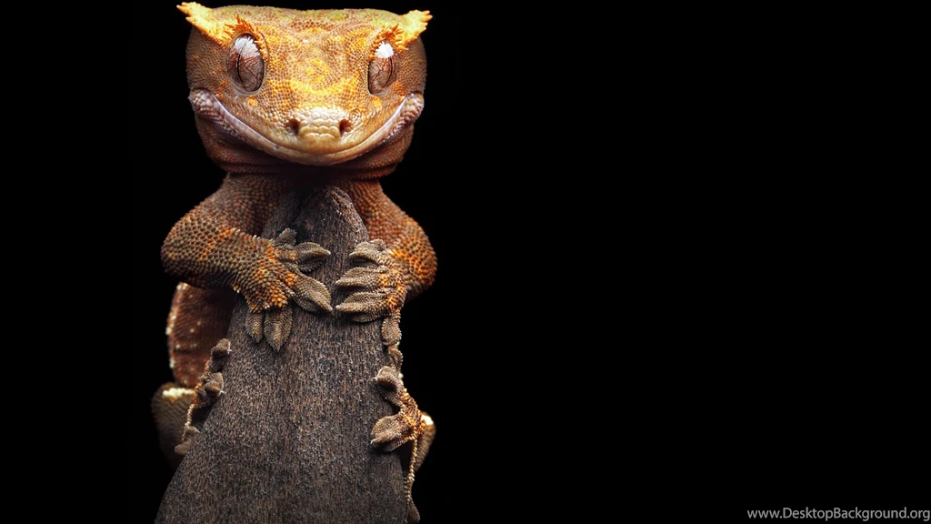 Gecko Computer Wallpapers, Desktop Backgrounds