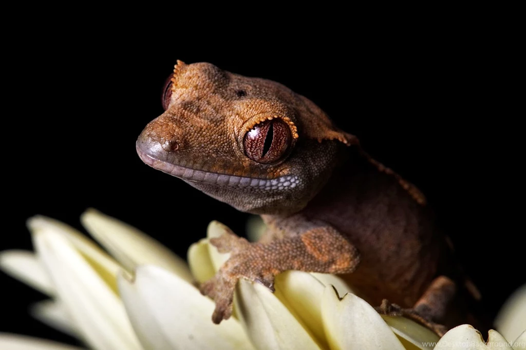 Crested Gecko Wallpapers