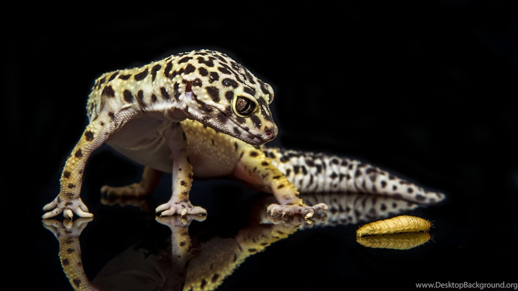Leopard Gecko Computer Wallpapers, Desktop Backgrounds