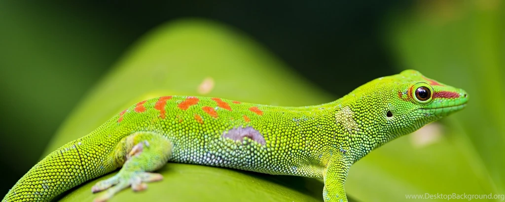 Download Wallpapers 2560x1024 Lizard, Gecko, Leaf, Macro Dual ...
