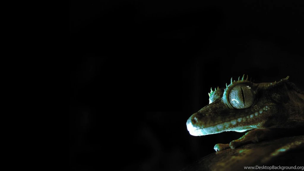 Glowing Gecko Wallpapers By Pareeeee On DeviantArt