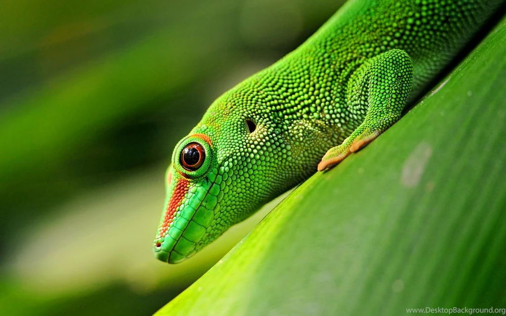 Gecko Wallpapers Wallpapers Cave