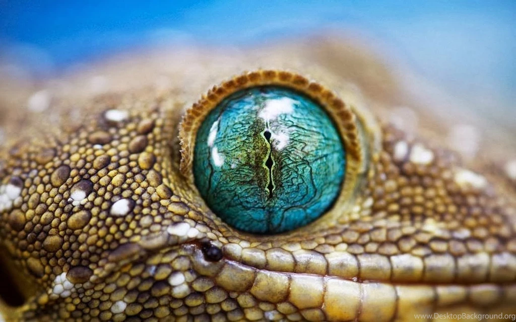 Gecko HD Wallpapers HD Wallpapers Blog