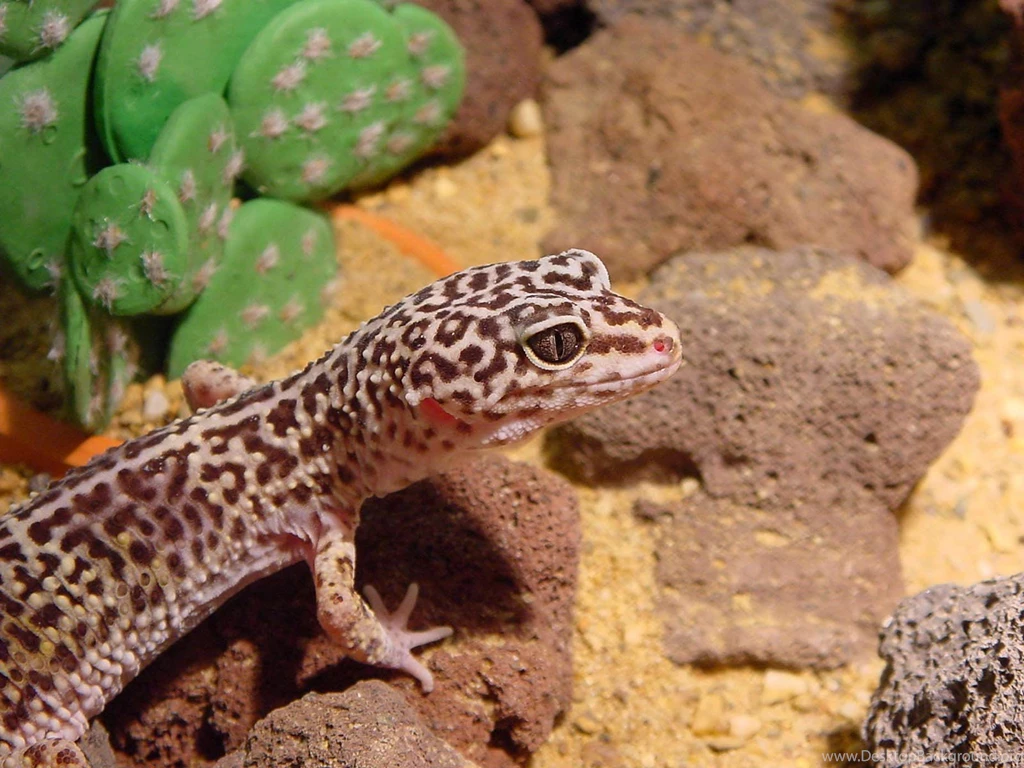 Gecko Wallpapers Animals Town