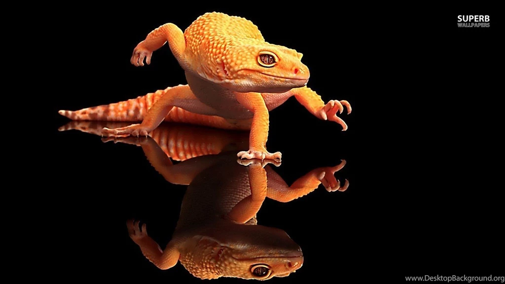 Lizard Wallpapers Animal Wallpapers