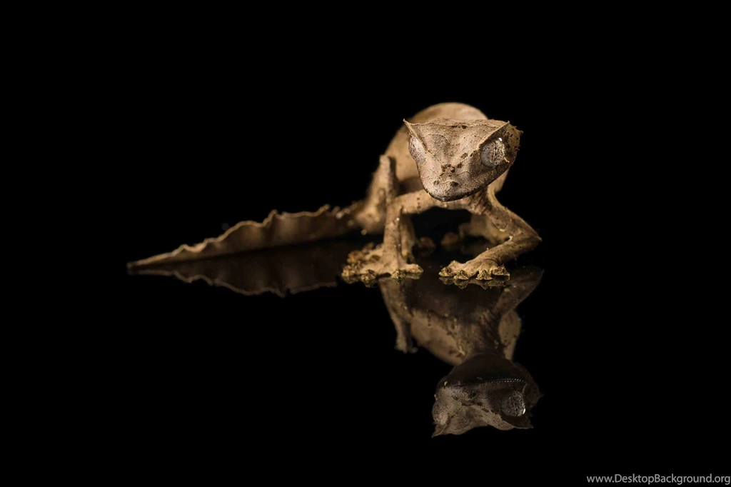 2 Satanic Leaf tailed Gecko HD Wallpapers