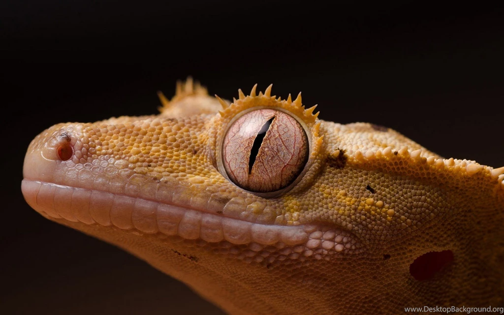 2 Crested Gecko HD Wallpapers