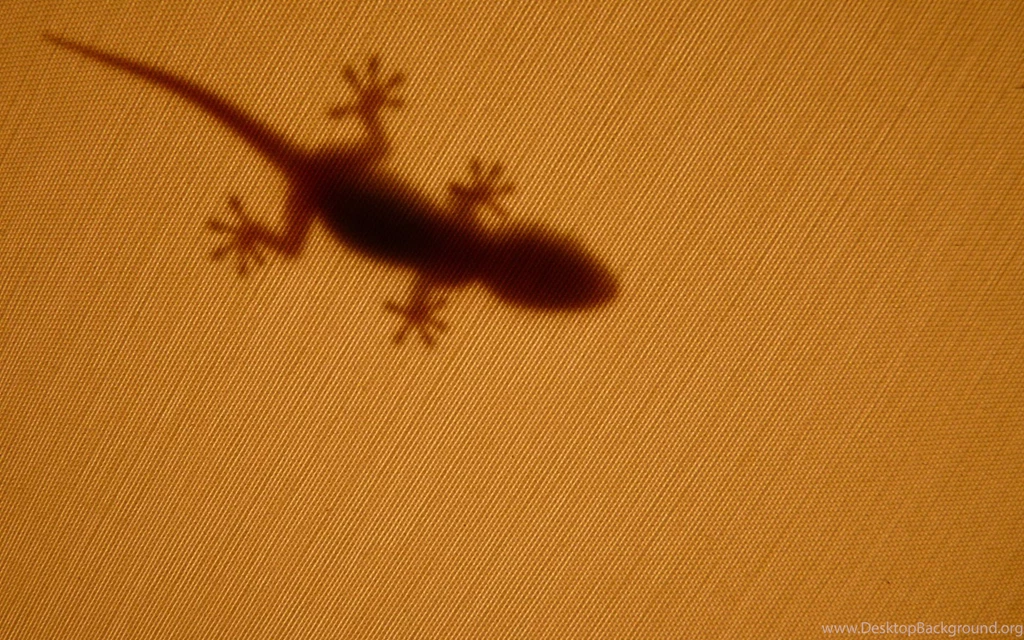 Gecko Wallpapers 1449768