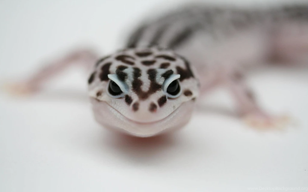 6 Leopard Gecko HD Wallpapers