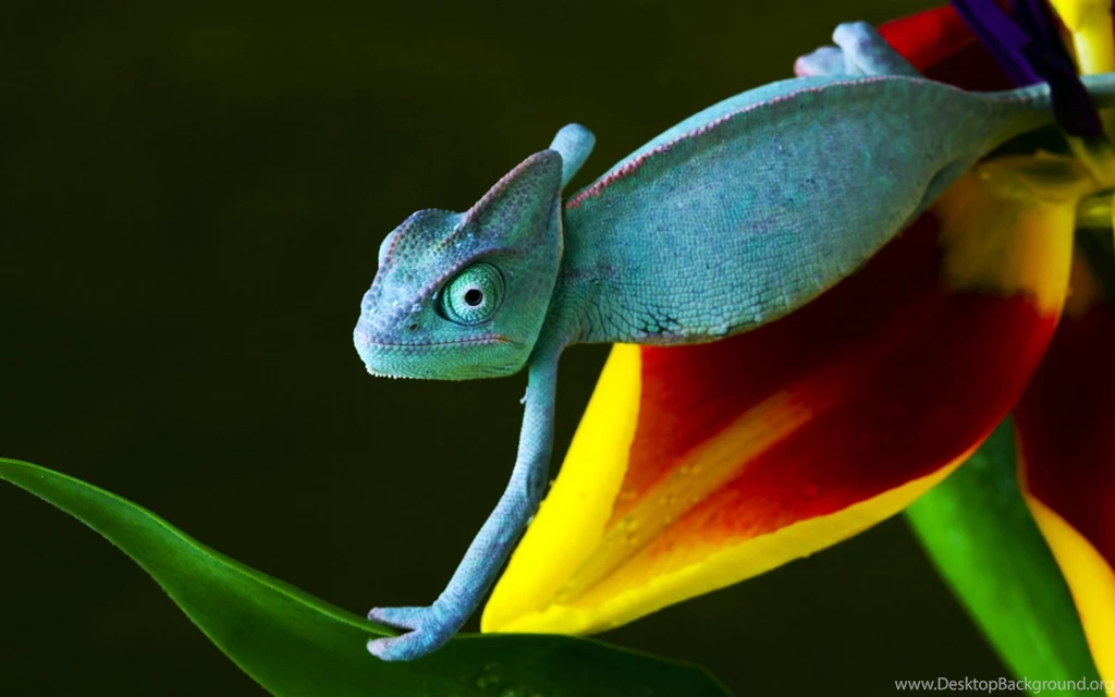 Blue Lizard Beautiful HD