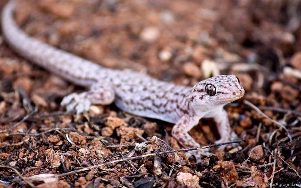 6 Leopard Gecko HD Wallpapers