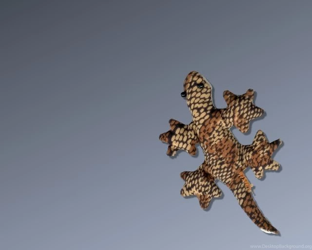 Gecko Wallpapers