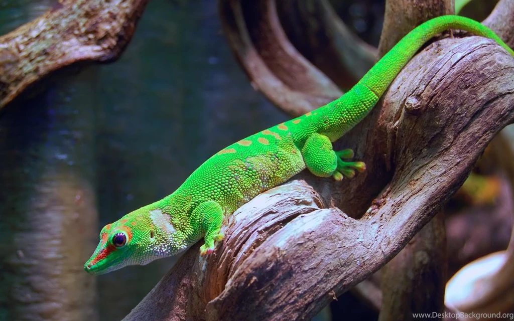 Gecko HD Wallpapers – Sky HD Wallpapers