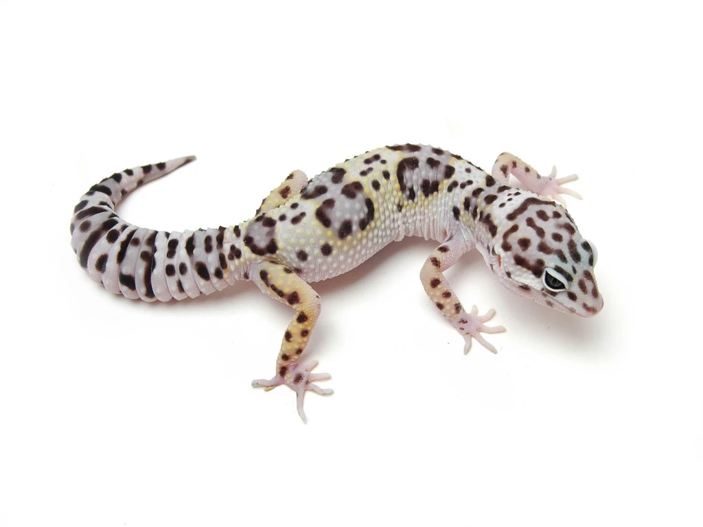 Gecko