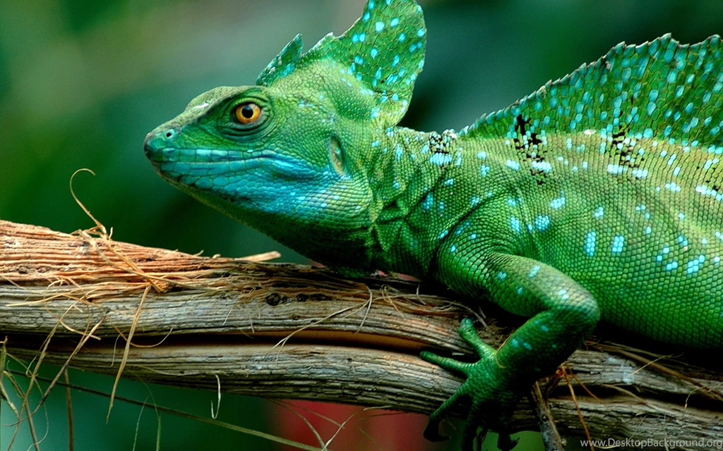 Cute Baby Lizard Wallpaper.