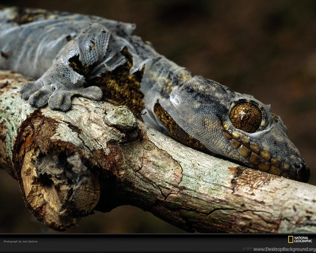 Bolivia, Shedding Gecko, 2000, Photo Of The Day, Picture ...
