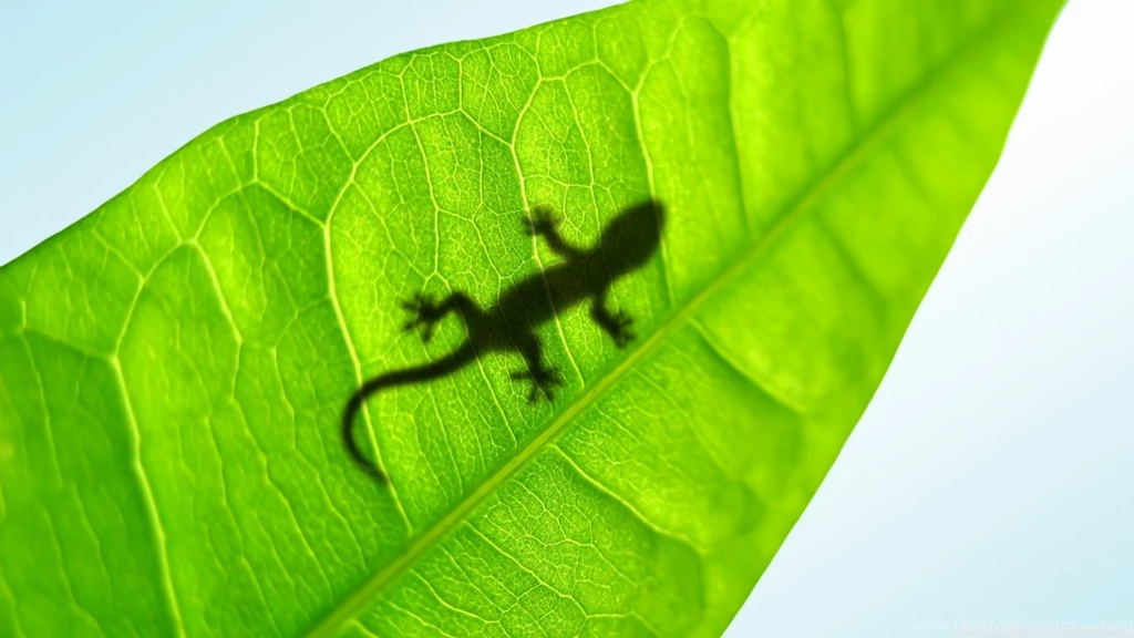 Gecko On A Leaf HD Desktop Wallpapers : High Definition ...