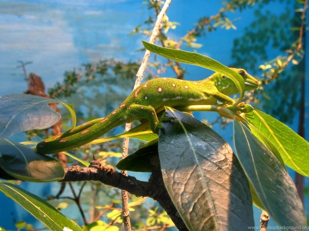 Free Wallpapers Northland Green Gecko (Naultinus Grayii)