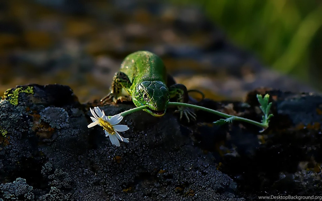 270 Lizard HD Wallpapers