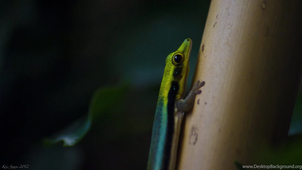 Gecko Wallpapers By KrisSimon On DeviantArt