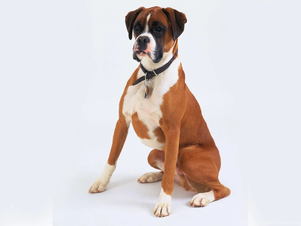 Boxer Posing On A White Backgrounds Wallpapers And Images ...
