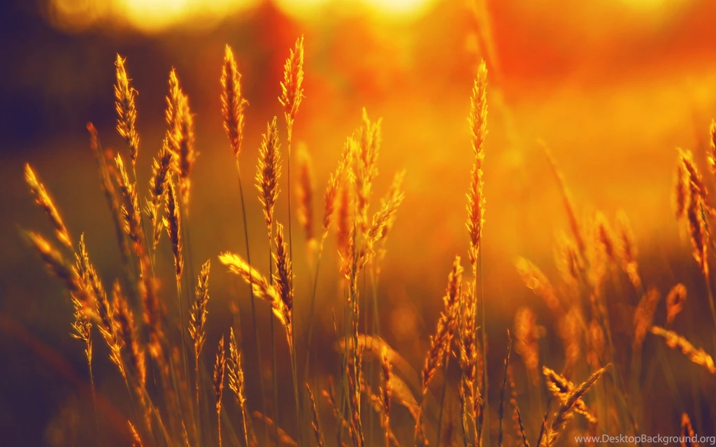 Sunshine Wallpapers Wallpapers