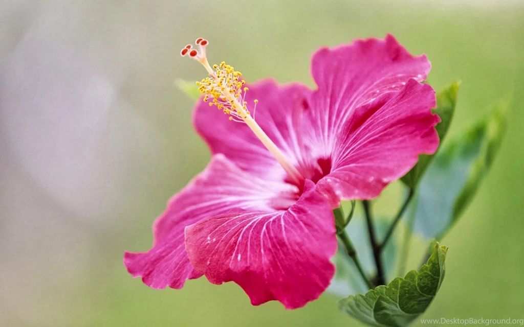 Hibiscus Flower Meaning And Symbolism