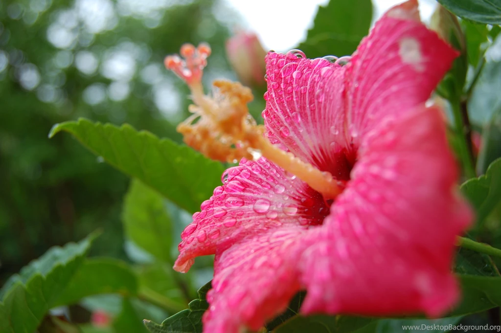 Red hibiscus flower wallpaper.jpg
