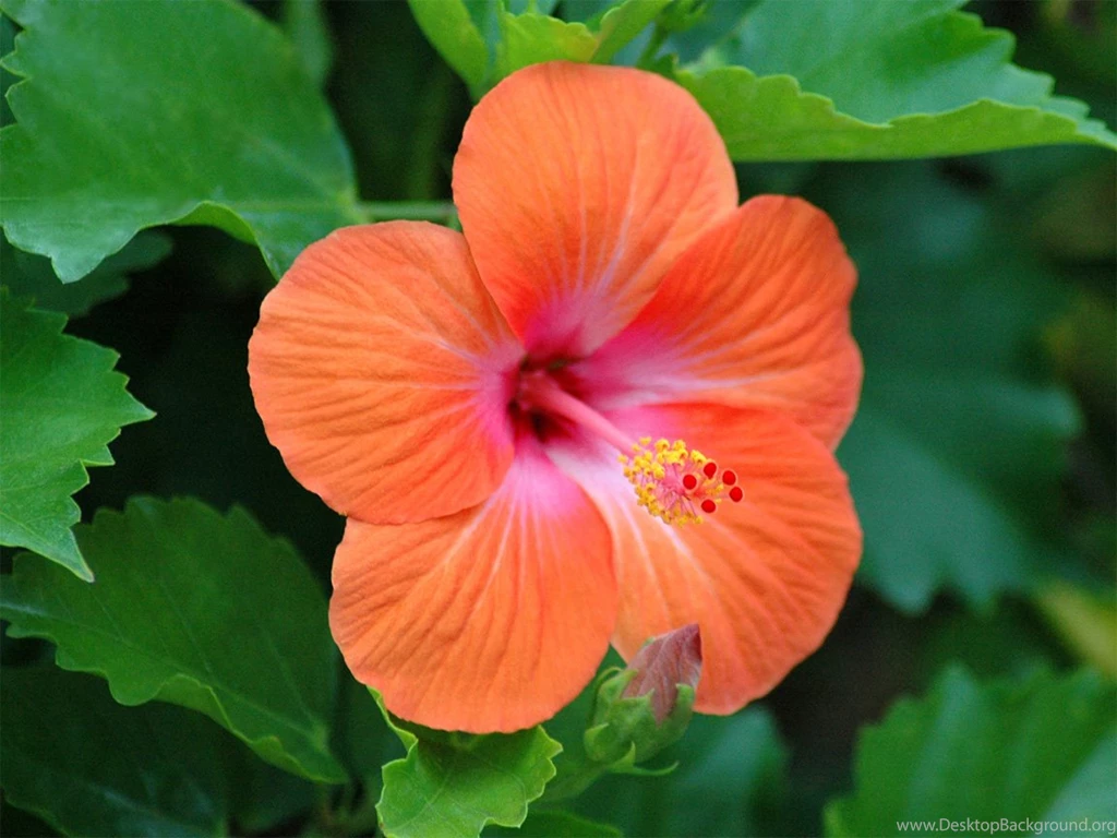Heavenly Hibiscus Flowers (photos Of)