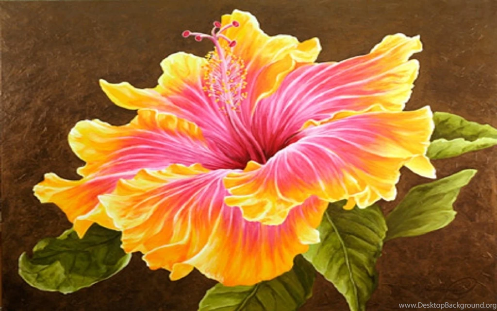 Beautiful Hibiscus Flower Wallpapers