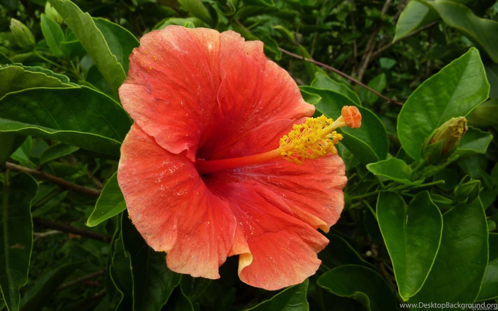 MLeWallpapers.com   Hibiscus