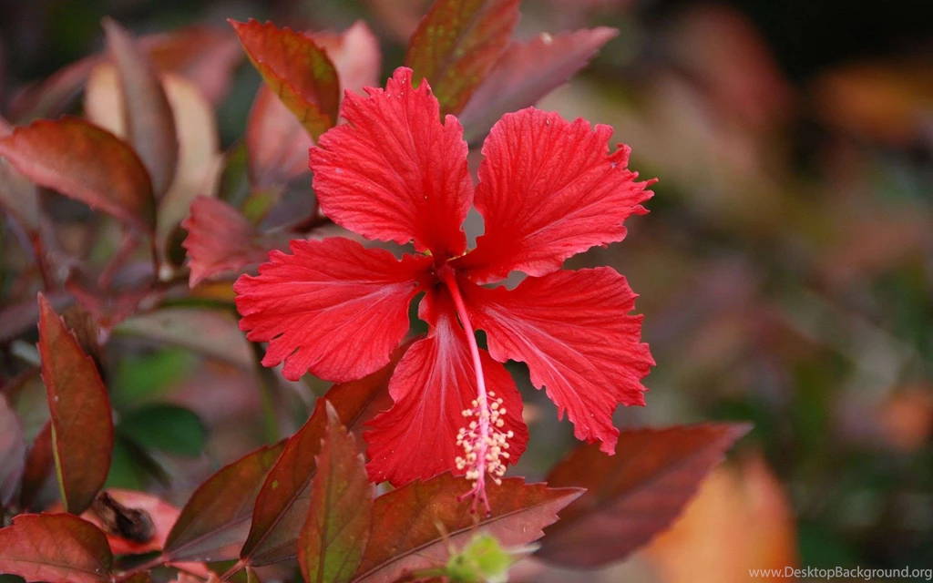HD Wallpapers 1080p Hibiscus Flower 1 .jpg
