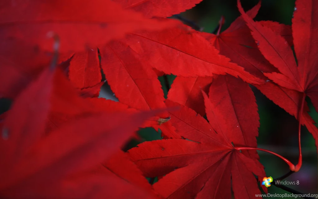 Windows_8_red_by_rehsup d32czpk.png