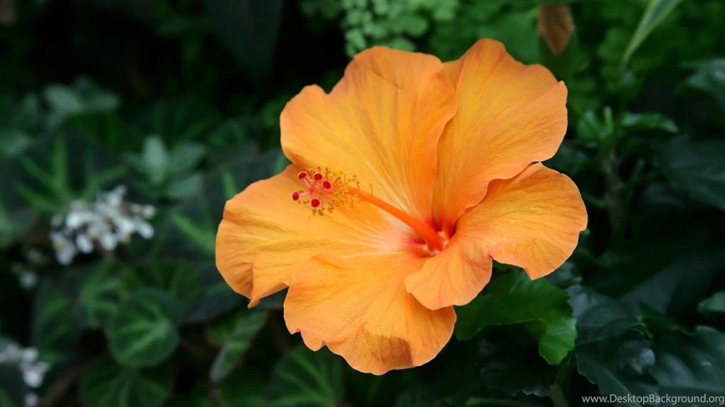 Hibiscus Flower 1563877
