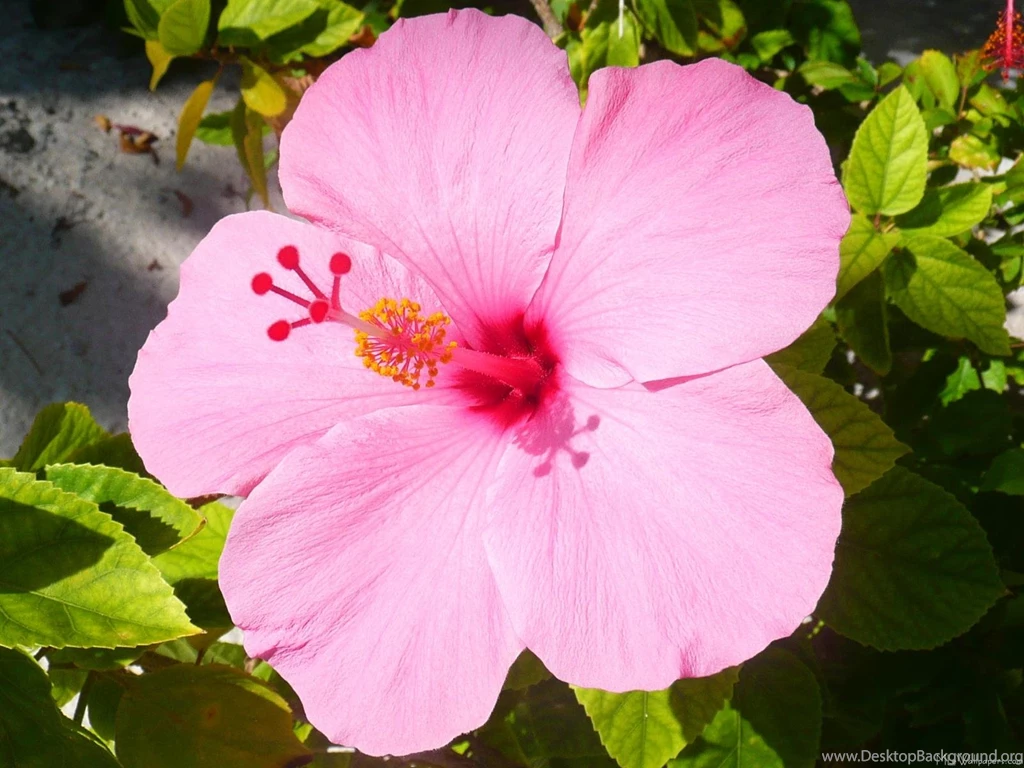 MLeWallpapers.com Hibiscus