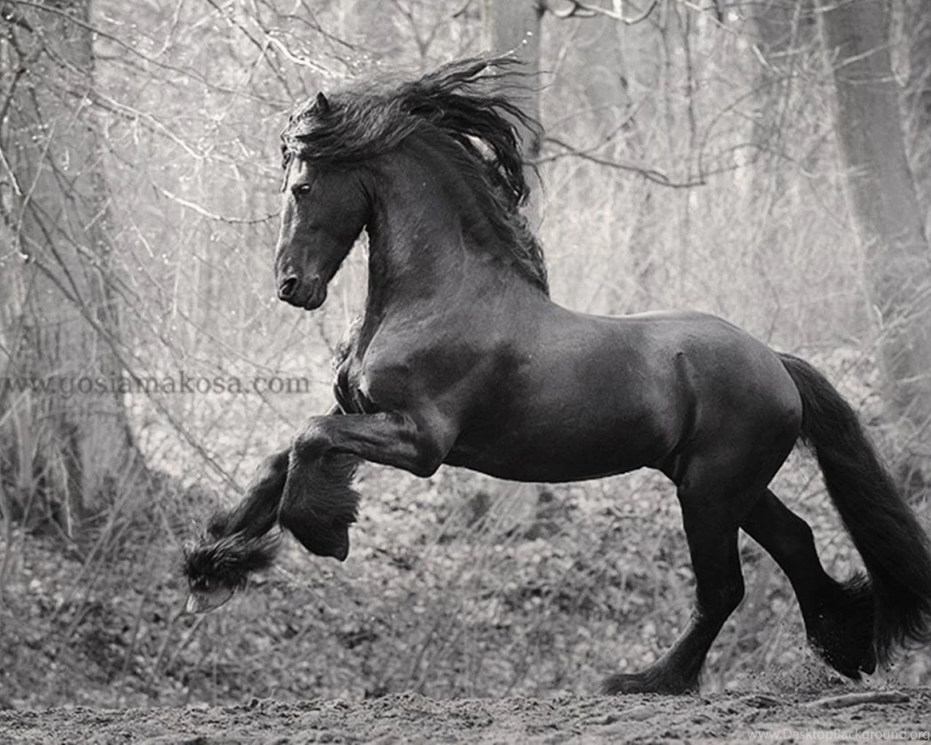 Stately Friesian 1 Wallpapers (