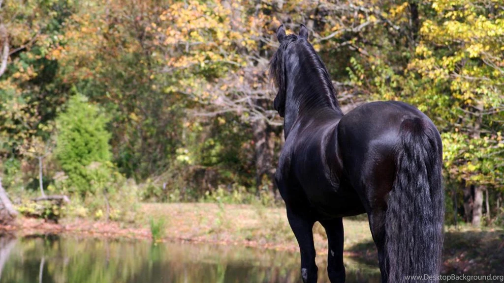 KEEGAN THE FRIESIAN STALLION 1 WALLPAPER (