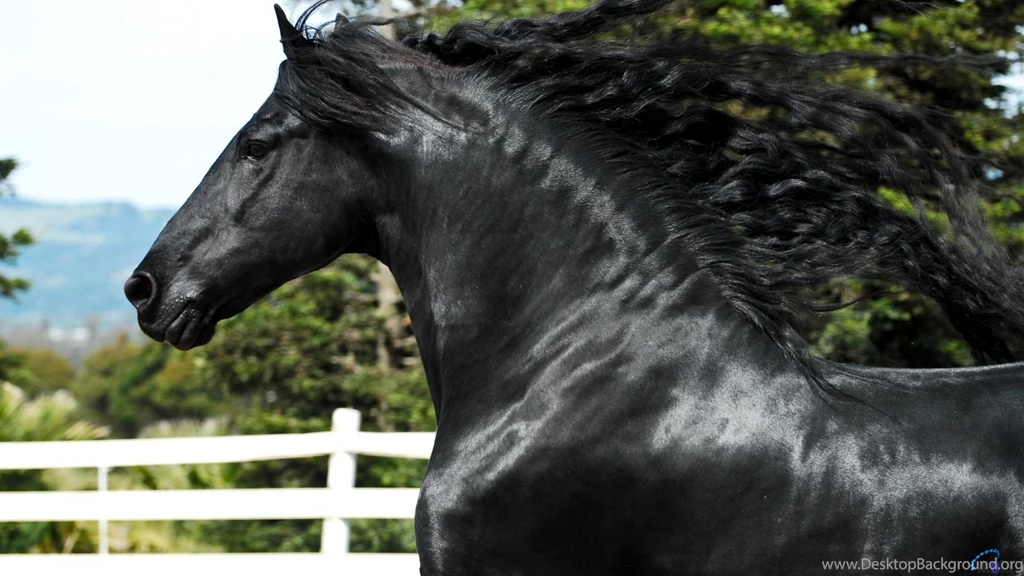 Download Wallpapers Friesian Horse (1920 X 1080 HDTV 1080p ...