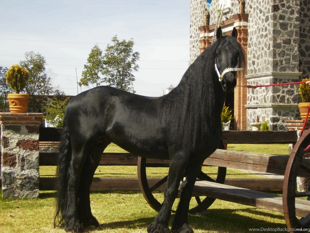 Friesian Stallion (