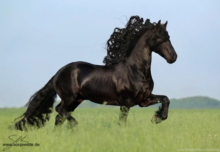 Friesian Stallion By Sowi01 On DeviantArt