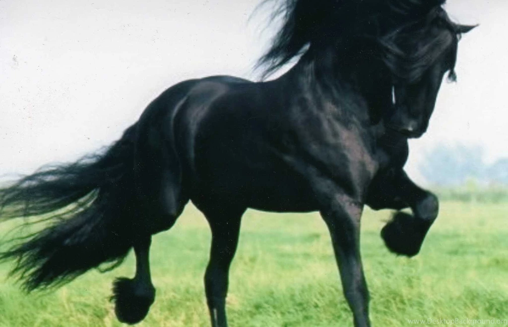 Black Friesian Cavalo Animals Horse Horses Wallpapers Pictures Free ...