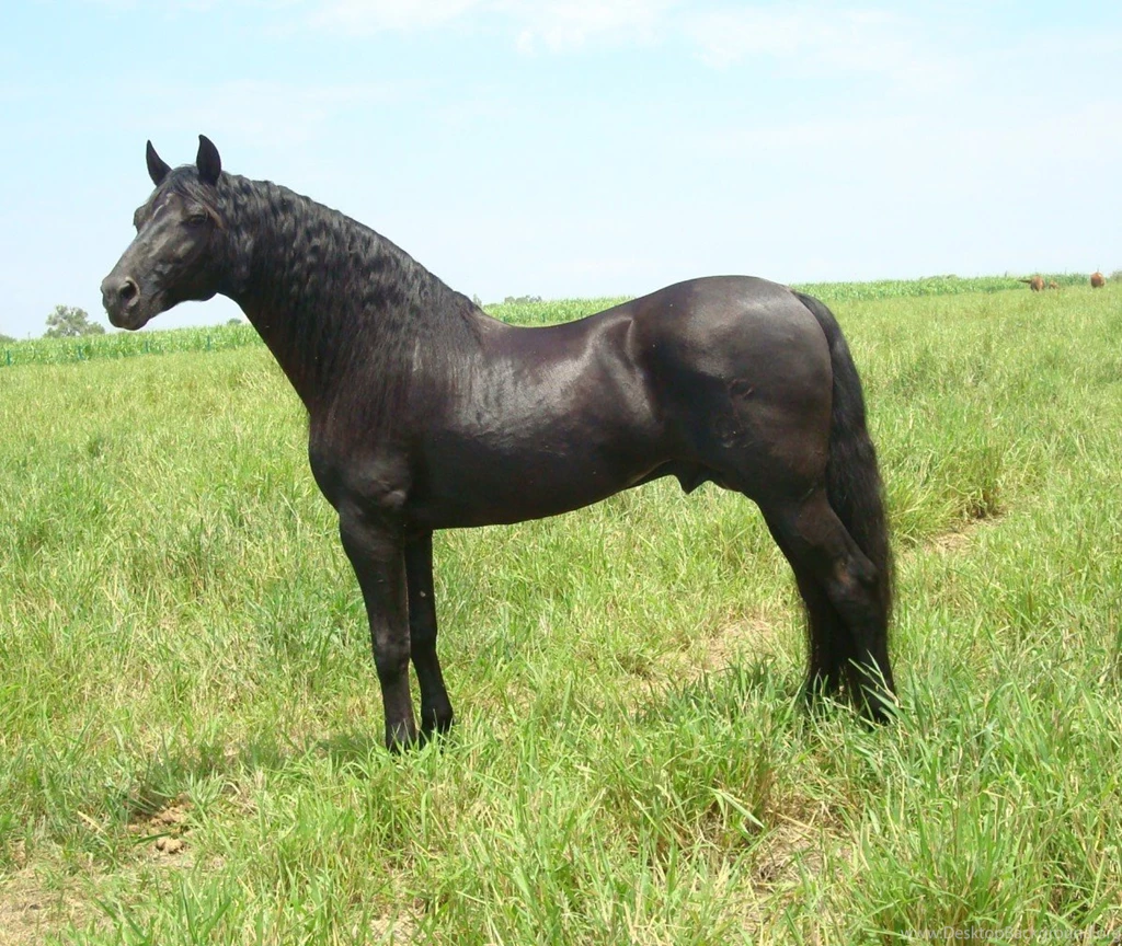 Horses: Spanish Friesian Crossbreed Friesian Horses Spanish Black ...