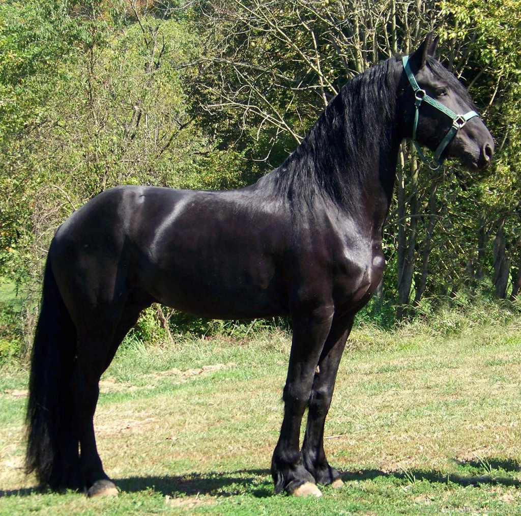 Friesian >> HD Wallpaper, Get It Now!