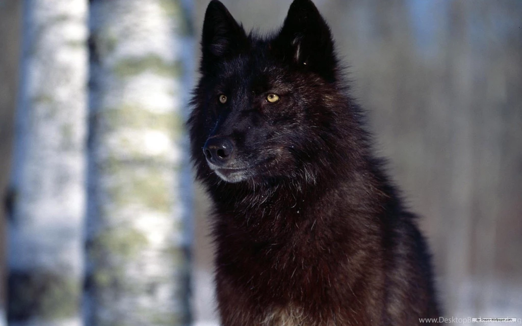 Showing Pictures For: Pack Of Wolves Attacking