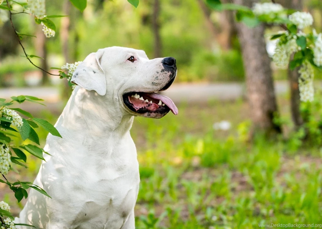 Dog Backgrounds, Lovely Dog Images, Dog Eye, Wallpapers Of Dog, Hd ...